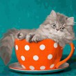 /album/overigen/cat-4-jpg/